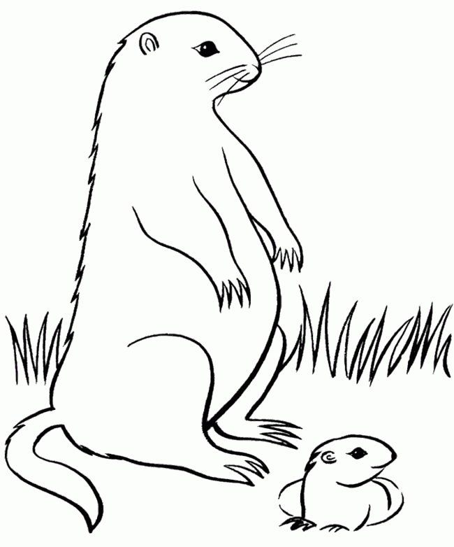 Plansa de colorat cu Marmota 23 16